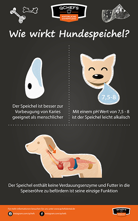 Alle slags dedikation undskylde Mundgeruch beim Hund - Mission gesunde Tierzähne